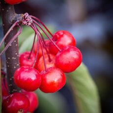5038838019586 1 Malus Cardinal 12l.jpg